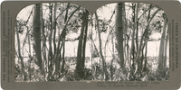 Thicket of Aspen (Populus tremuloides) in Sequoia National Park, S 211