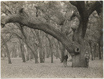 Cone Oak Grove near Red Bluff, 10883