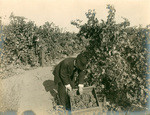 Farming Tokay grapes, A.D. Humphrey vineyard near Sacramento, Ca., 7811