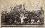 Sutro Heights, San Francisco, Cal., 1886, interior of Conservatory, no. 58