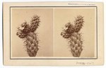 Opuntia Prolifera. 5 (front); [Pine and oak woodland] 226 (back)