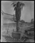 Palm Tree at S.P. Depot, Foot 5th St. 176.