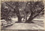 Live Oak, "Hotel del Monte," Monterey, Cal.