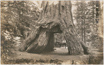 Pioneers Cabin - Calaveras Grove of Big Trees, California