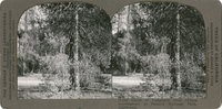 Grove of Lodgepole Pine (Pinus murrayana) in Sequoia National Park, California, S 240