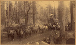 [Horses hauling log, Tehama County]