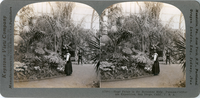 Huge palms in the Botanical Bldg., Panama-California Exposition, San Diego, Calif., U. S. A., 17681