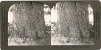 Trunk of Lodgepole Pine (Pinus murrayana) Sequoia National Park, Calif., S 236