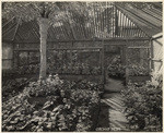 Orchid beds, Cheney S. 1529