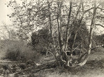 Sycamores, Eagle Rock Park