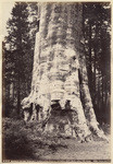 "Mother of he Forest," Calaveras Grove, height, 327 feet, cir., 78 feet