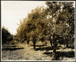 Pear orchard