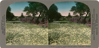 A meadow spread with the yellow "Tidy Tips," Blepharipappus elegans, A 583.55