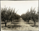 Apricot orchard