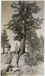 [Three men under pine tree, Alpine County]