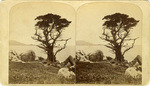 Veteran Tree, Monterey cypress, Monterey, Cal