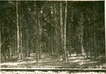 [Mecham Plantation, E. globulus], 37