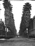 [Palm Drive at Adams Street, Los Angeles]