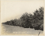 A fine olive orchard in Sutter County