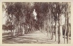 [Eucalyptus-lined street] # 33