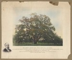 Sir Joseph Hooker Oak, Chico, Butte Co., California