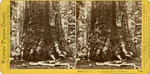 Section of the Grizzly Giant, 33 feet diameter, Mariposa Grove, Mariposa County, Cal., 1164