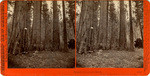 Sequoia Queen and Maids. Mammoth Tree Grove, Calaveras Co., Cal., 3530