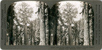 One of the oldest living things - "Grizzly Giant," sequoia tree, Mariposa Grove, Calif., 16693