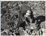 Harvesting lettuce