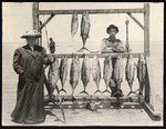 Caught at Catalina Isl. July 26th, 1909