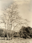 Sycamores [at] Baldwin Ranch (3 views)