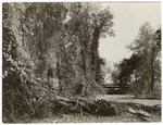 Wild grape vines, Cone Ranch near Red Bluff, 10890