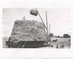 [Harvesting hay on the McFarland-Orr Ranch] (2 views)