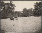 Cattle scene. Coe Brothers Ranch