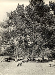 Sheep under sycamores, copy from AC Vroman