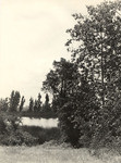 Mission Lake (sycamores)