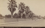 Fan Palm, San Pedro Street, Los Angeles, Cal. B3299.