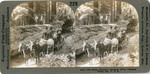 The Fallen Monarch, Mariposa Grove, Yosemite Valley, Cal., U. S. A., 5007