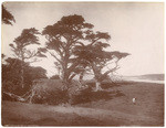 Cypress Grove Monterey, 0382