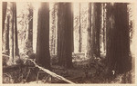 In the redwoods