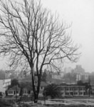 [Houses on Fremont Avenue]