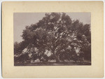 [Big oak tree]