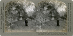 Only remaining section of "El Camino Real." At left supporting wall of cemetery grounds where 5200 Indians are buried, Mission San Juan Bautista, Cal., 23059