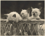 [Three kittens]