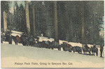Finlays Pack Train, Going to Sawyers Bar, Cal.