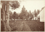 [Larch grove at Tallac House, Lake Tahoe], no. 1070