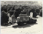 Loading citrus