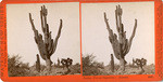 Cactus (Cereus Giganteus.) Arizona, 4847