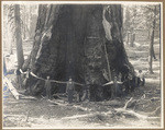 Gen. Grant Tree circumference 106 ft., Gen. Grant National Park Cal.