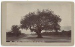 Live Oak, Orange Grove Ave. & Cal. St. # 29.